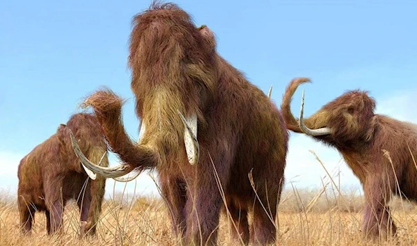 New Study Shows that Climate Change Wiped Woolly Mammoths