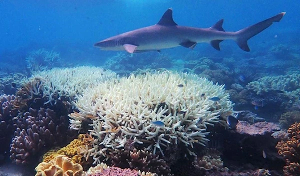 Coral Reefs provide Food for Millions of people around the Globe (AFP)