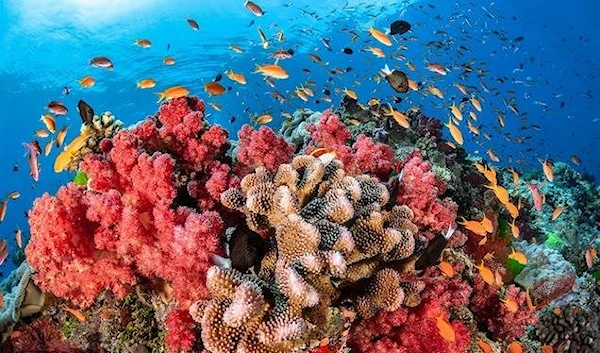 Coral Reefs