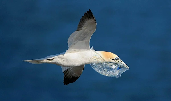 Seabirds and other wildlife clearly don’t love balloons