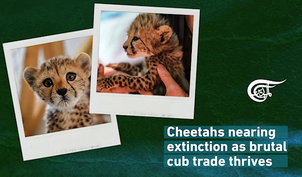 Cheetahs