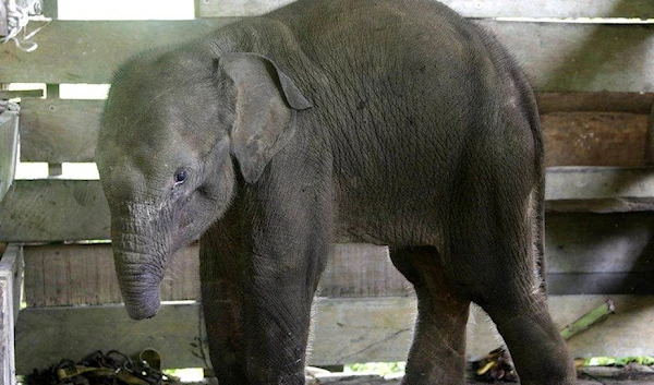 The calf was found by villagers in the town of Aceh Jaya (EPA)