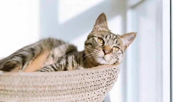 All Cats Have ‘An Element of Psychopathy, according to a new study