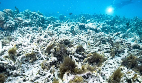 Coral bleaching at the Great Barrier Reef in 2016 (Credit: Getty Images)