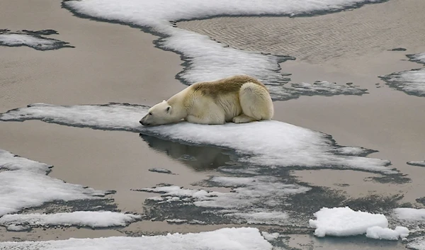 The temperature in the arctic has reached record highs, passing the threshold of 38°C