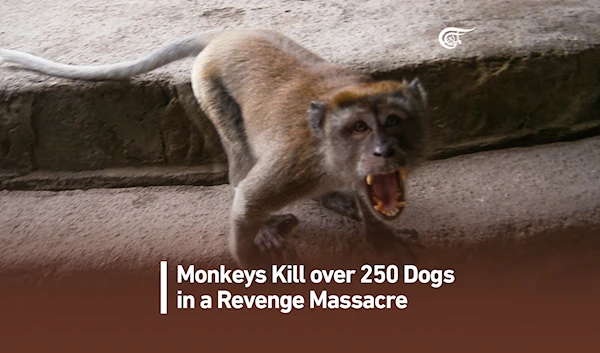 Monkeys Kill over 250 Dogs in a Revenge Massacre