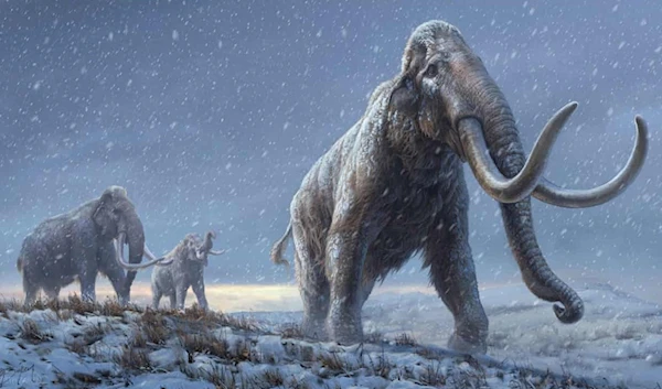 An artist’s impression of the Steppe mammoth.(Reuters)