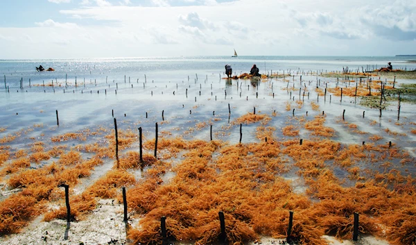 A seaweed farm in Zanzibar