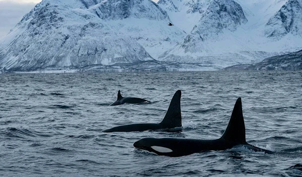 A pod of orcas swim off the coast of Tromvik, in the fjords of northern Norway (Felix Odell)