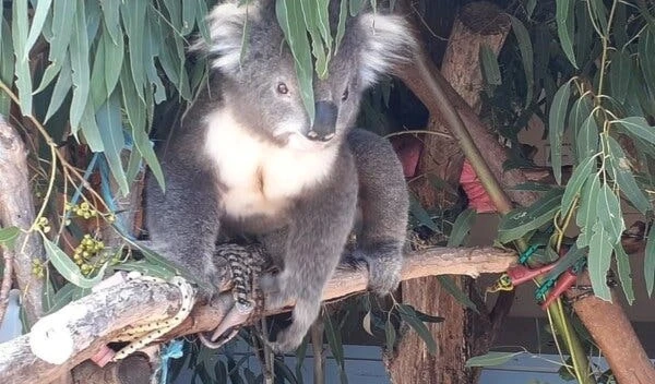 Alleged 'koala massacre' prompts animal cruelty charges