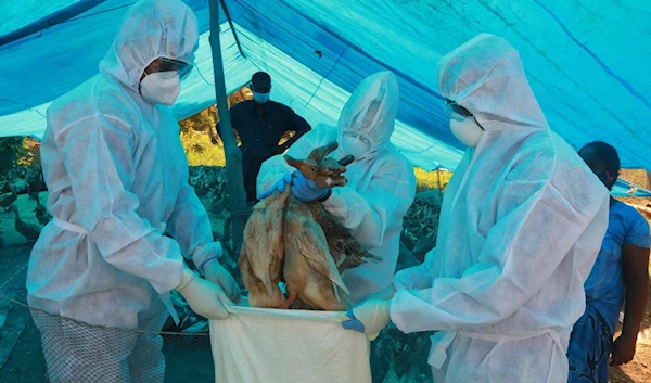 Bird flu kills 100,000 hens at Czech farm