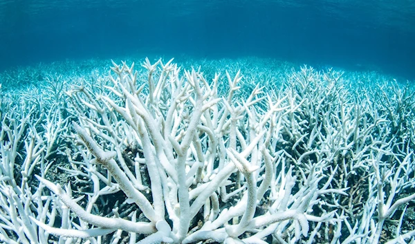 Australia Lobbies Against Placing Great Barrier Reef on 'In Danger' List