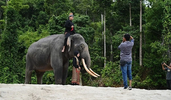 A Daily Bath and Two Visits to the Doctor, Sri Lanka Protects Elephants With Legal Measures