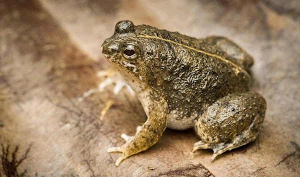 Chittagong has discovered a new species of frogs