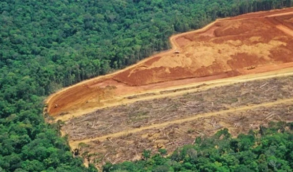 Deforestation Rate of Amazon Forests Decreases in Brazil