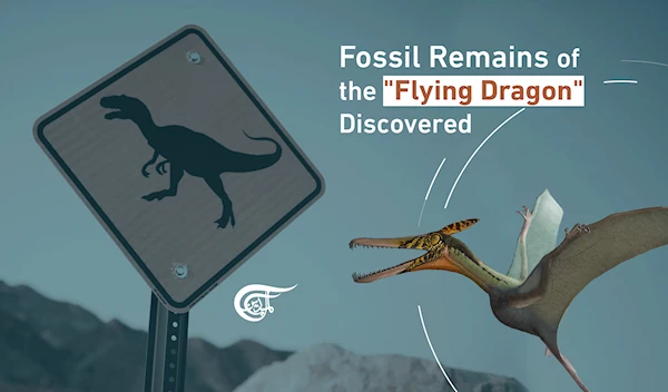 "Flying Dragon's" Remains Discovered in Chile