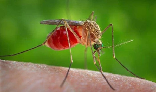 The devices reduce the prevalence of mosquitoes by about 80%