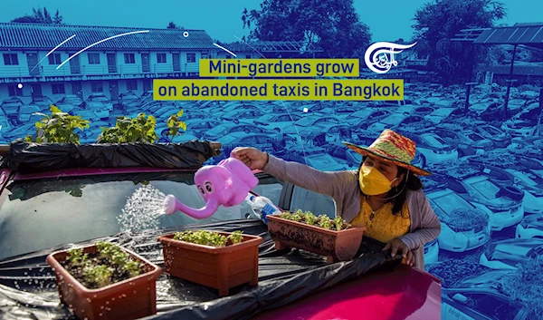 Mini-Gardens Grow on Abandoned Taxis in Bangkok