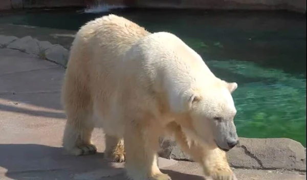 Snow Lilly, at the age of 36, was North America's oldest polar bear in zoo captivity