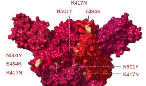 The Beta variant and its main mutations