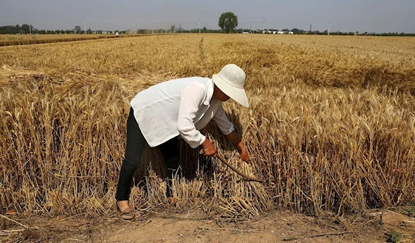 A farmer harvests wheat crop in Wei county of Handan, Hebei province, China June 11, 2021 (Reuters)