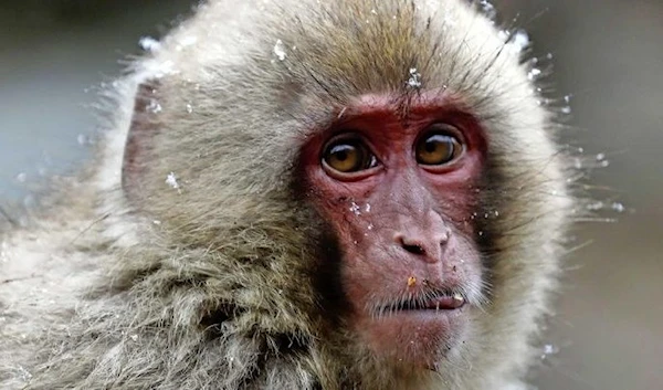 Japan's alpha monkey challenged by love triangle