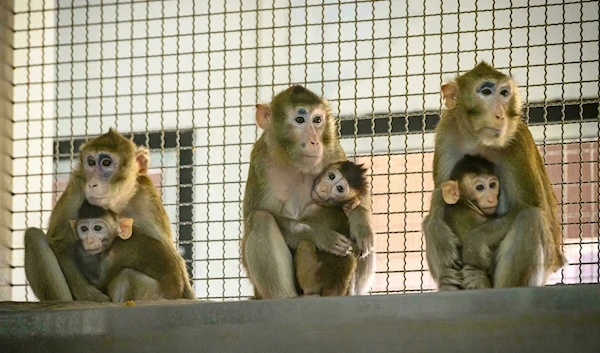 This file photo taken on May 23, 2020, shows laboratory monkeys with their babies. (AFP)