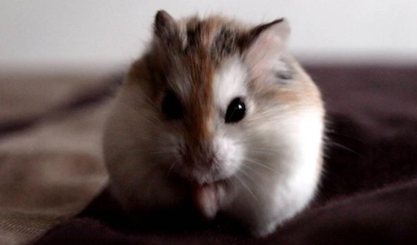 One hamster handed over for Hong Kong Covid cull tests positive