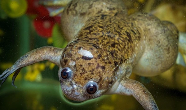 Scientists regrow frogs’ amputated limbs for regenerative medicine