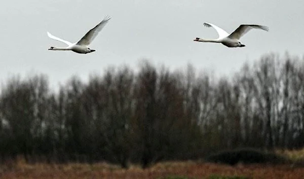 Former quarry turns haven for endangered UK birds