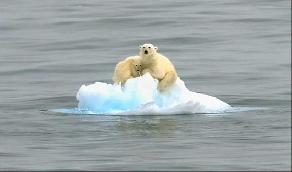 Polar bears on a block of melting ice in the Arctic (CUNY.edu)