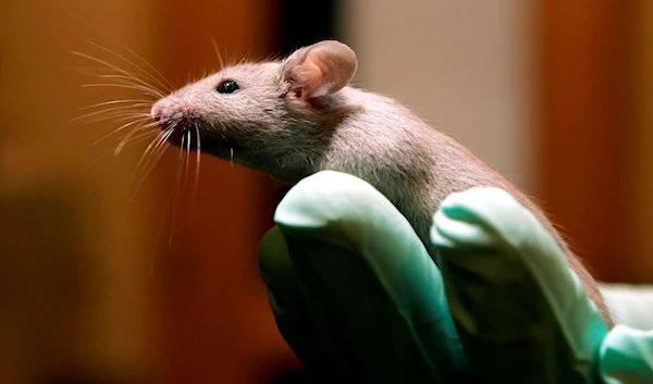 Growth of human tissues in rat brains shows behavior changes in rats