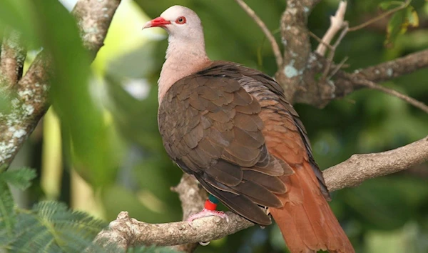 The wild pink pigeon that researchers say could be conserved (The Conversation)