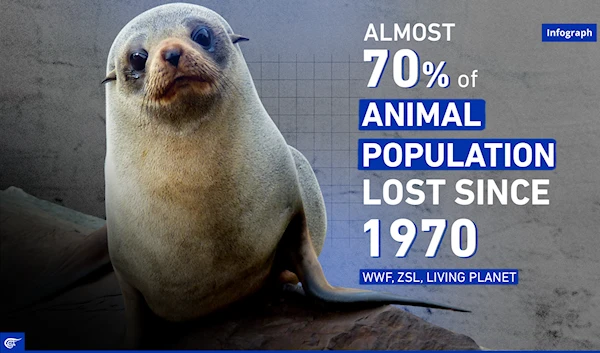 Almost 70% of animal population lost since 1970