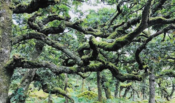 A rainforest in Dartmoor (The Times)