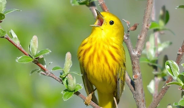 Average mental health scores improved due to bird encounters.