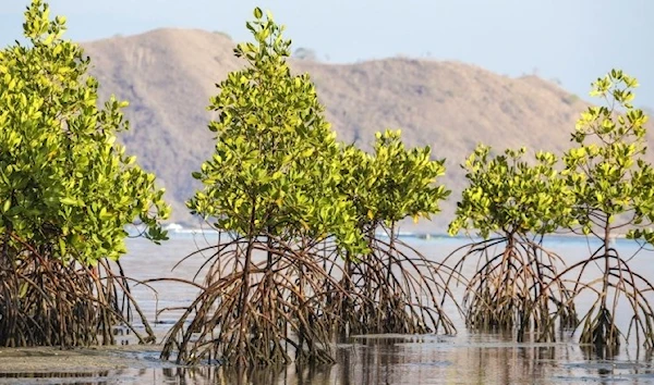 Mangrove trees (World Bank)