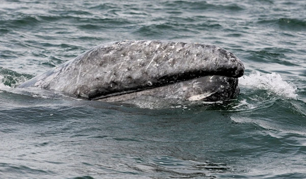 A gray whale surfaces during a whale tour in the Laguna Ojo De Liebre on Mexico's Baja California peninsula March 5, 2009. Gray whales make a yearly migration from the icy North Pacific to the warm waters of Mexico's Baja California peninsula. (Reuters)