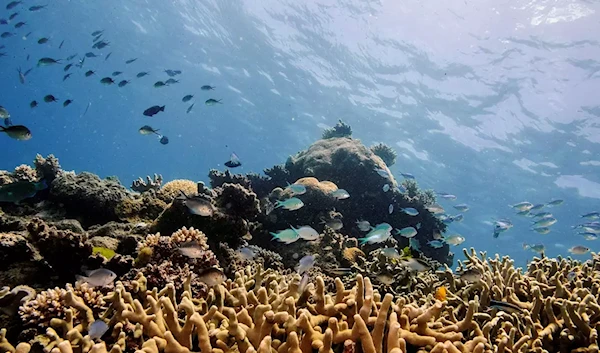 Great Barrier Reef (Reuters)