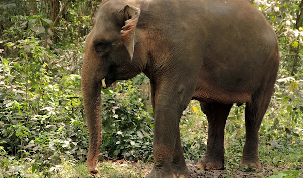 A Sumatran elephant, previously threatened with extinction.