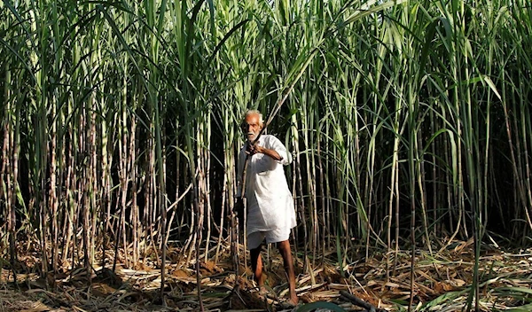 India’s move to slash sugar export quota to tighten world supply