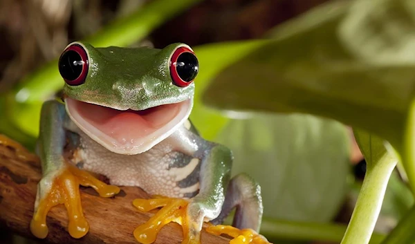 European tree frog