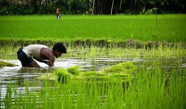 “The Bengal Water Machine”: An irrigation wonder–with rice overflowing