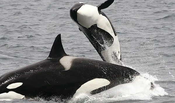 Mammal-eating ‘transient’ killer whales, photographed off Alaska. (AP)