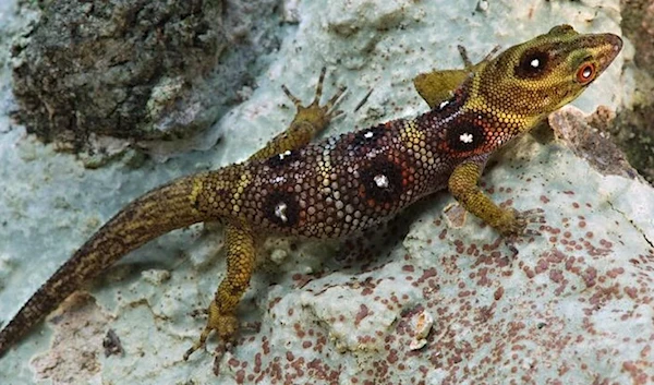 Union Island gecko-(Gonatodes daudini) Jeremy Holden – FFI / Re: Wild