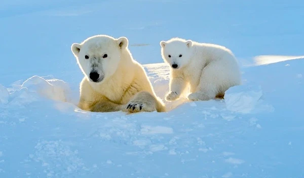 Polar bears in Hudson Bay (AFP)