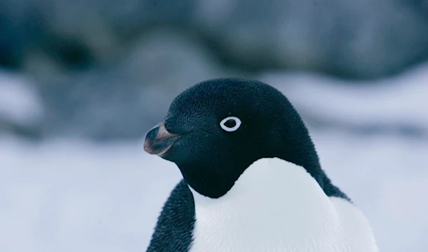 Adélie penguin. (Reuters)