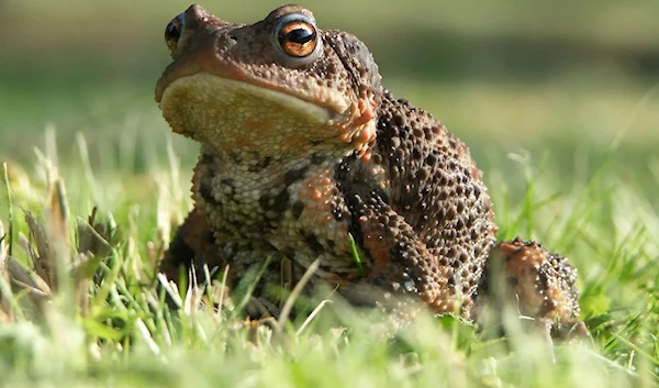 Pool clusters have dried up, and no toadlets were spotted