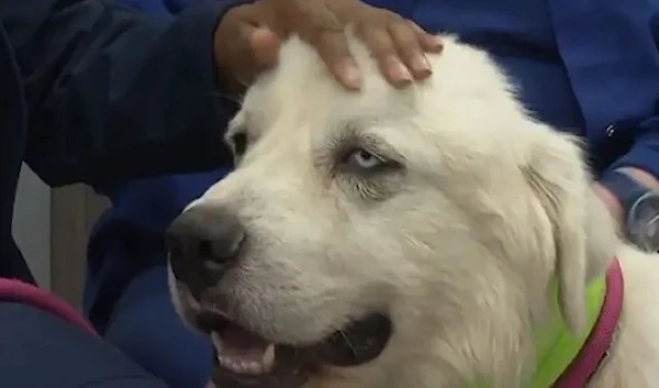 A Georgia sheepdog named Casper is recovering after being attacked by coyotes (WAGA-TV)