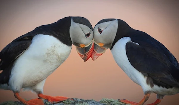 Puffin nesting sites in western Europe could be lost by end of century